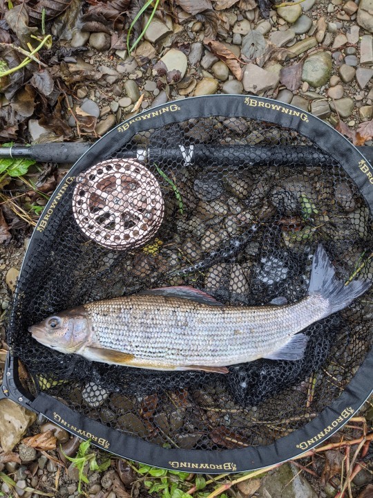 Lyepole grayling - AP from Wirral